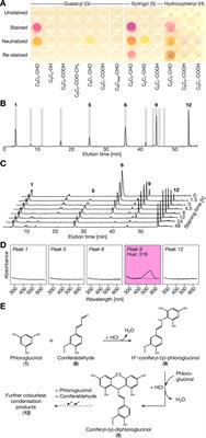 Cellular and Genetic Regulation of Coniferaldehyde Incorporation in Lignin of Herbaceous and Woody Plants by Quantitative Wiesner Staining